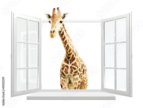Cute curious giraffe stare at the opened window