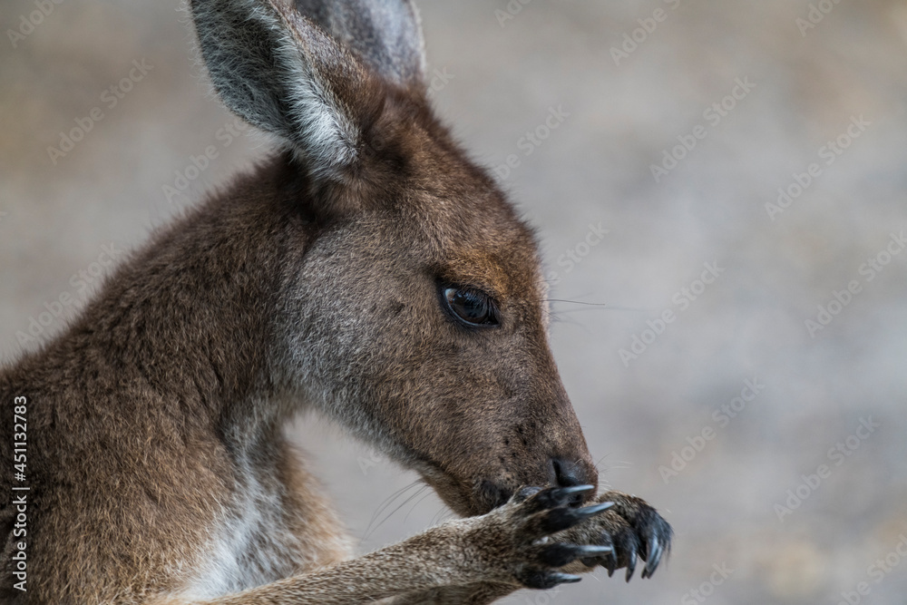 kangaroo cleaning her muzzle