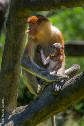 Proboscis monkeys mother and child © Greg