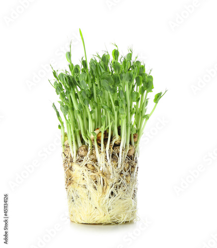 Microgreen pea sprouts on white background