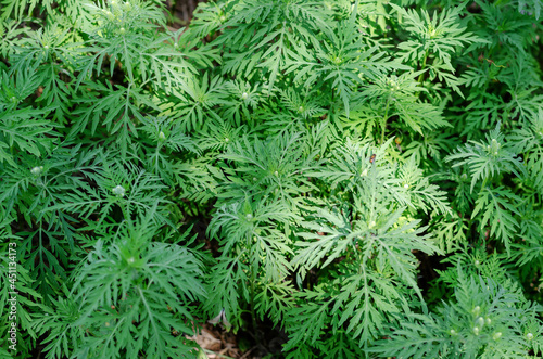 Green leaves Cosmos sulphureus is a species of flowering plant i