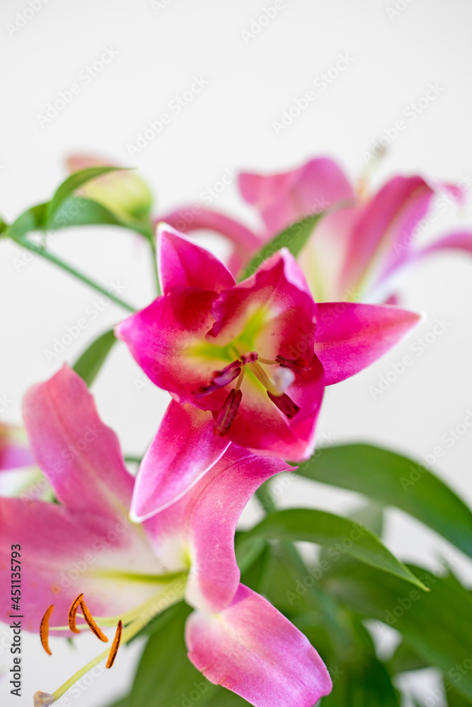 pink dissolving lily on a light blurred background, vertical.