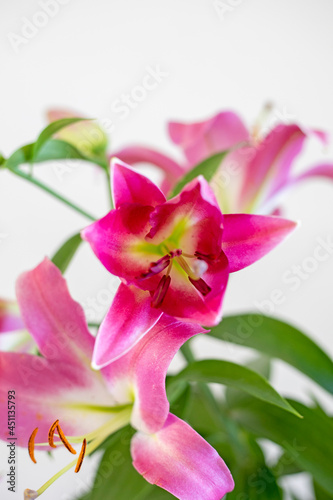 pink dissolving lily on a light blurred background, vertical. © Nataliia Makarovska