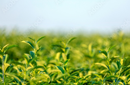 Close up of green tea trees and leaves growing in tea plantation at northern of Thailand