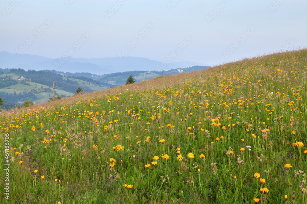 Fototapeta premium Yellow flowers on the mountain slope. Arnica, Carpathians.