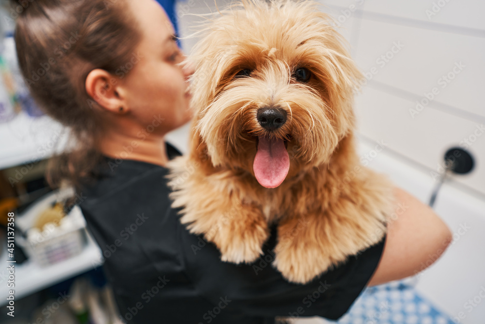Good boy expressing his joy after grooming Good boy expressing his joy after grooming