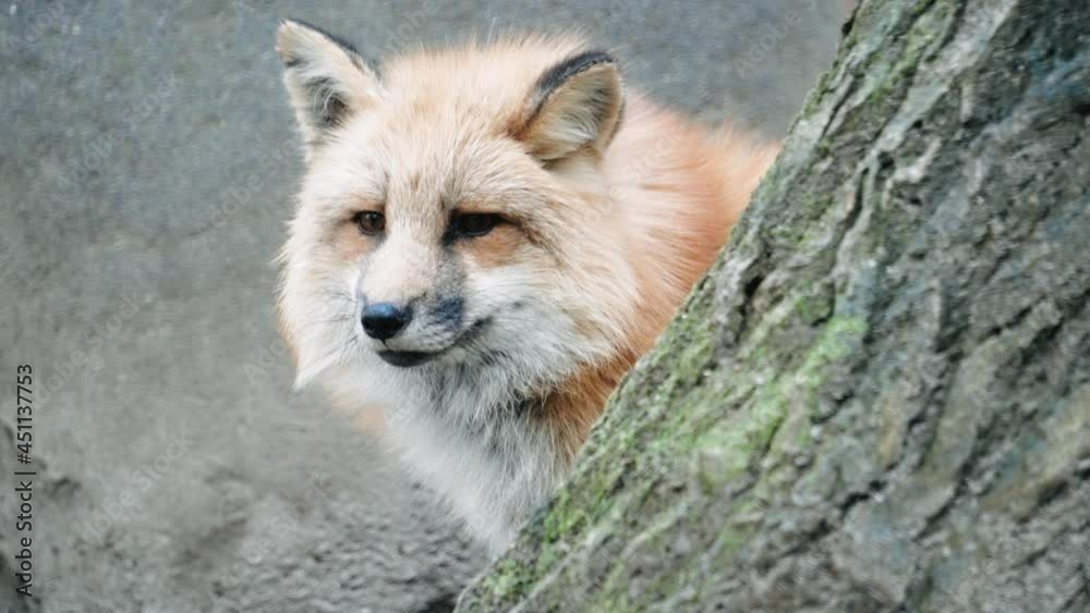 Gold Platinum Fox Behind A Tree Curiously Looking In The Distance At ...