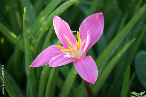 This pink rain lily  Zephyranthes carinata  has deepar pink colour compared to  Zephyranthes rosea 
