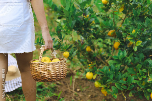 Fresh yellow ripe lemons on tree. Growing Lemon with Basket full of lemon  in farm. © Charlie's