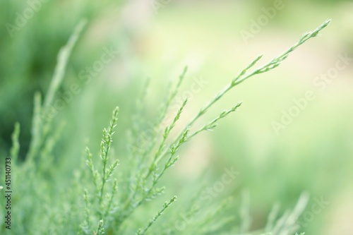 Gentle light green background of nature  grass  plant  summer or spring  close up