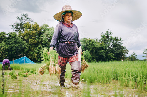 Farmer planting rice in paddy field in the rainy season.
