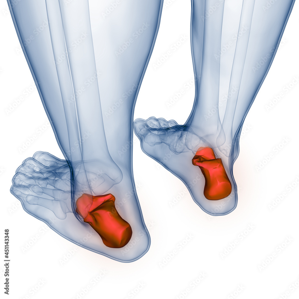 Human Skeleton System Calcaneus Bone Joints Anatomy Stock Illustration ...