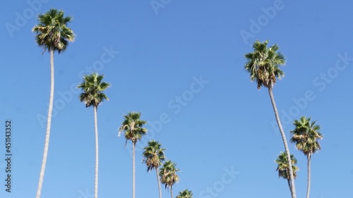 Palms in Los Angeles, California, USA. Summertime aesthetic of Santa Monica and Venice Beach on Pacific ocean. Clear blue sky and iconic palm trees. Atmosphere of Beverly Hills in Hollywood. LA vibes.