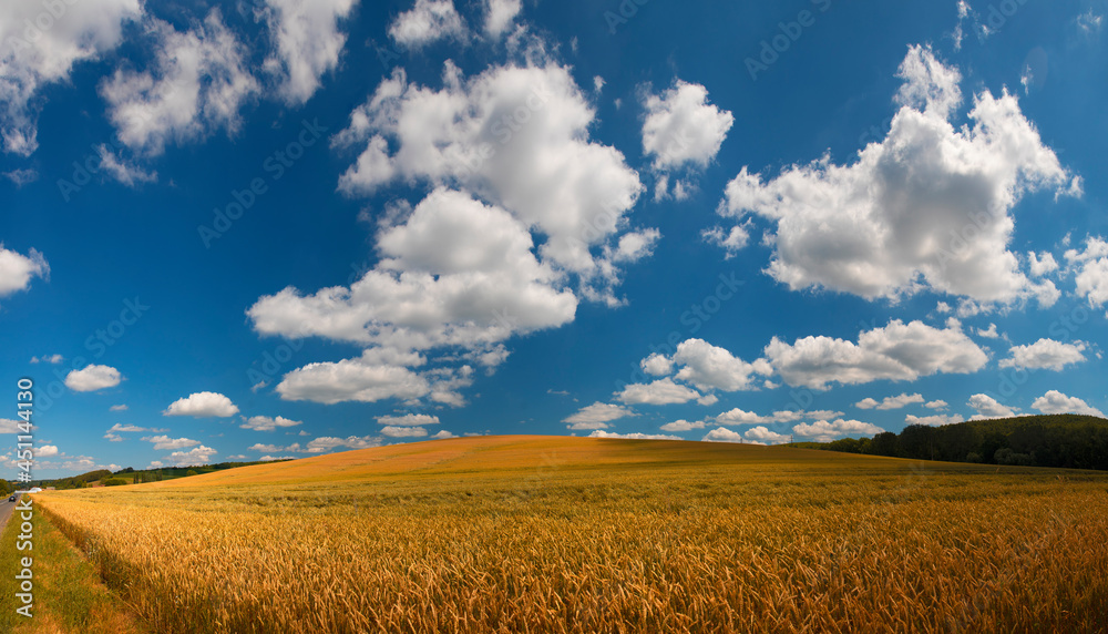 Beautiful wheat field landscape with cloudy sky