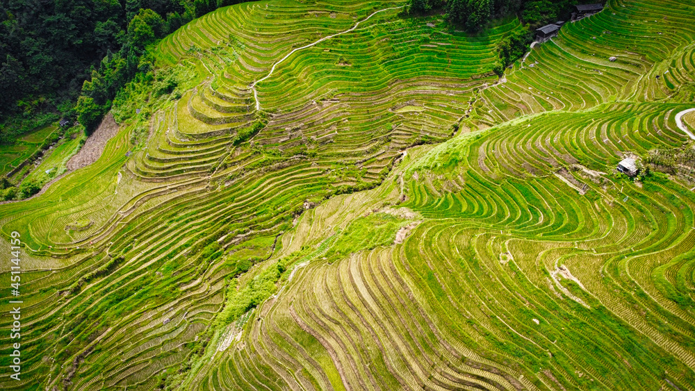Fototapeta premium Rice terrase