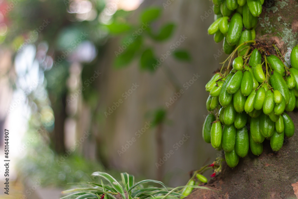 Averrhoa bilimbi (commonly known as bilimbi, cucumber tree, or tree sorrel is a fruit-bearing tree of the genus Averrhoa, family Oxalidaceae. It is a close relative of the carambola tree