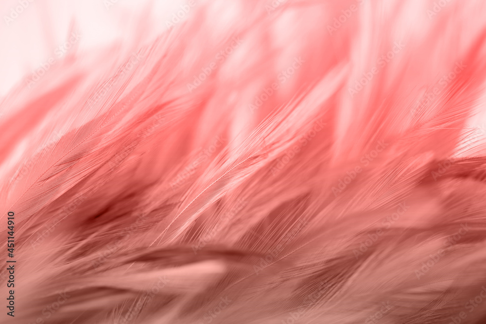 Beautiful chickens feather texture abstract background for design, soft focus Beautiful chickens feather texture abstract background for design, soft focus