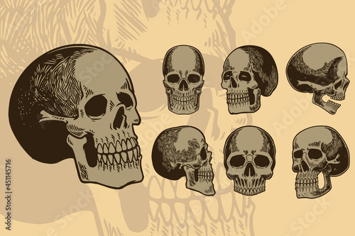 Human skull set. Skeleton h...