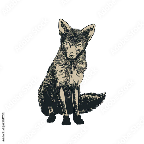 Fox vintage engraved illust...