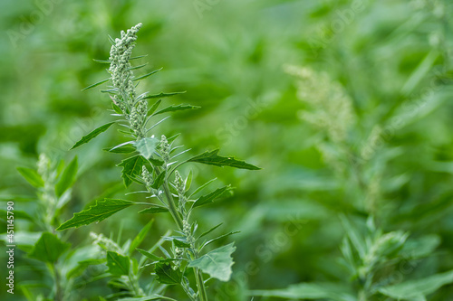 Chenopodium album, edible plant, common names include lamb's quarters, melde, goosefoot, white goosefoot, wild spinach and fat-hen, bathua.  
 photo