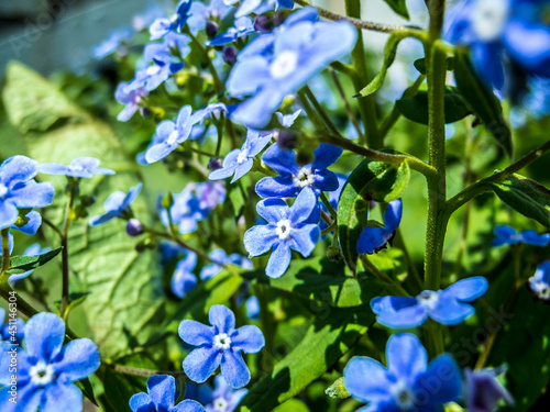 A wanderful forget me not flowers.