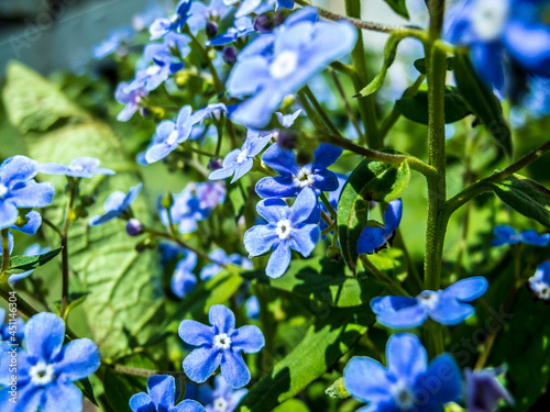 A wanderful forget me not flowers. photo