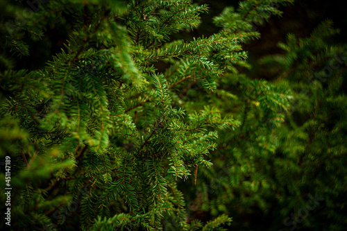 coniferous green bush growing in the park in summer