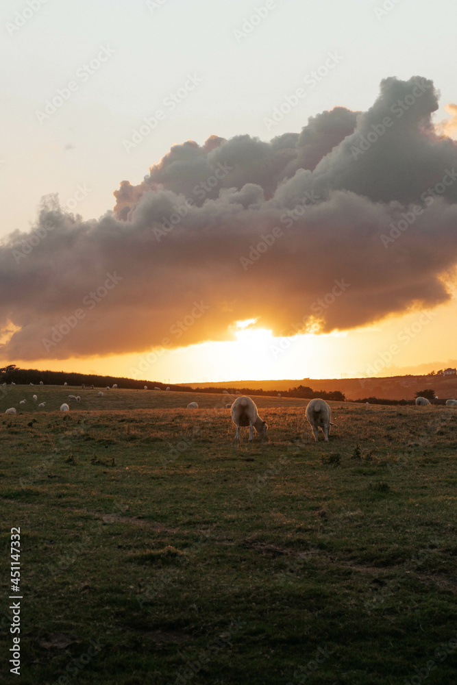 Sunset Sheep