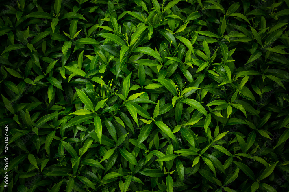tropical leaves background, dark green nature foliage, abstract nature background