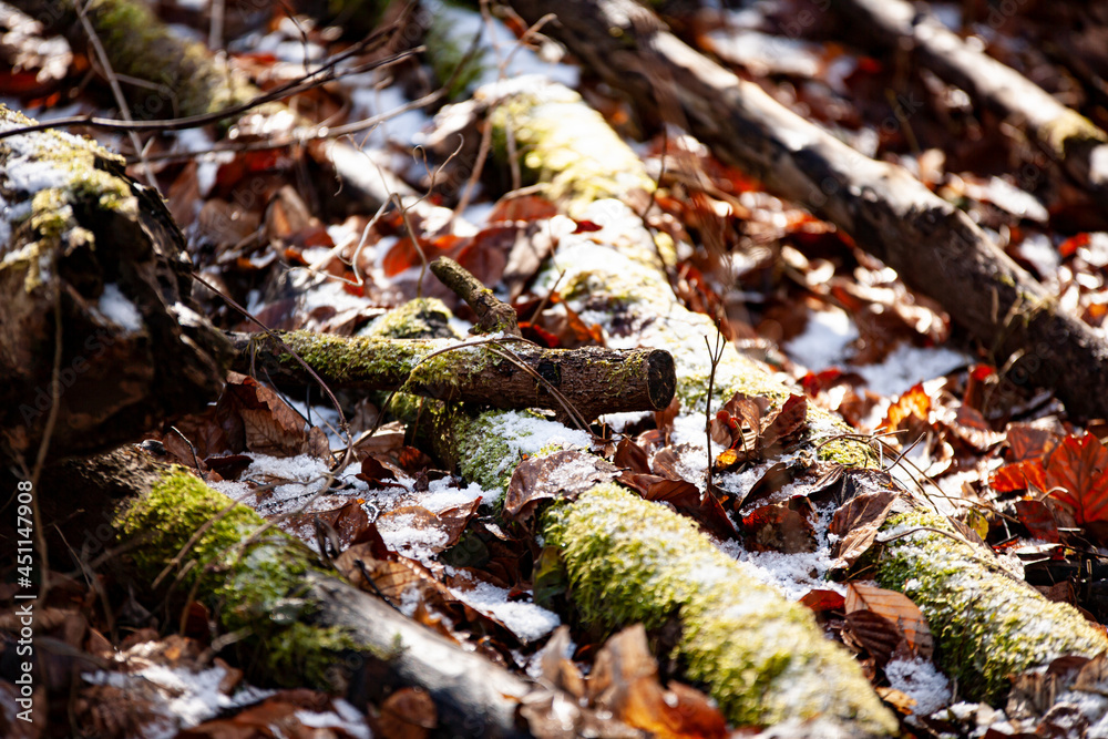 moss growing on broken sticks in the litter in the autumn forest moss growing on broken sticks in the litter in the autumn forest