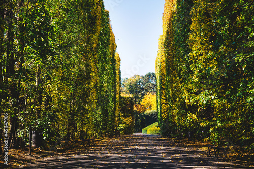 Hedge alley in autumn Oliwski Park in Gdansk, Poland photo