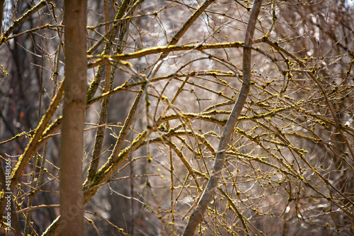  dry branches in the forest for background