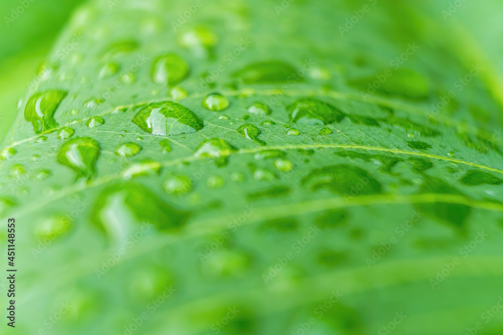 Macro closeup of Beautiful fresh green leaf with drop of water nature background.