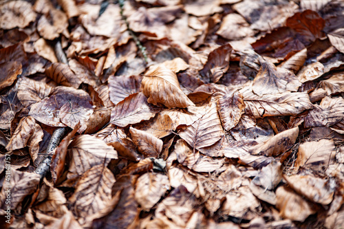 dry leaves lying on the litter in the fall