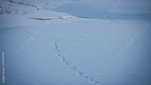 animal footprints in snow field. Golden evening light in winter months, nice shadows
