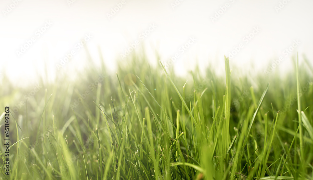 Fresh green grass in bright morning sunshine. Close up with shallow depth of field.