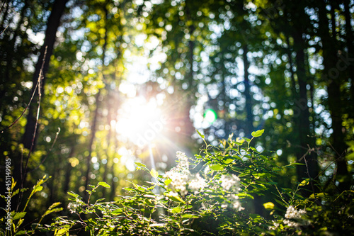  morning sun breaking through the trees in the middle of the forest with bokeh lights