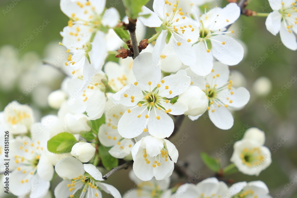 tree blossom tree blossom