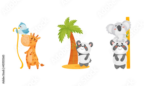 Adorable animals measuring height set. Cute koala, bird, giraffe, panda animals comparing height cartoon vector illustration