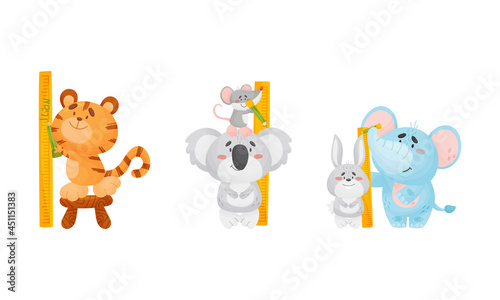Adorable animals measuring height set. Cute tiger, koala, elephant animals comparing height cartoon vector illustration