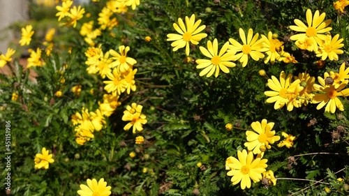 Yellow daisy flowers blossom  home gardening in California  USA. Natural botanical close up background. Euryops Pectinatus bloom in spring fresh garden. Springtime flora  Asteraceae bush in soft focus
