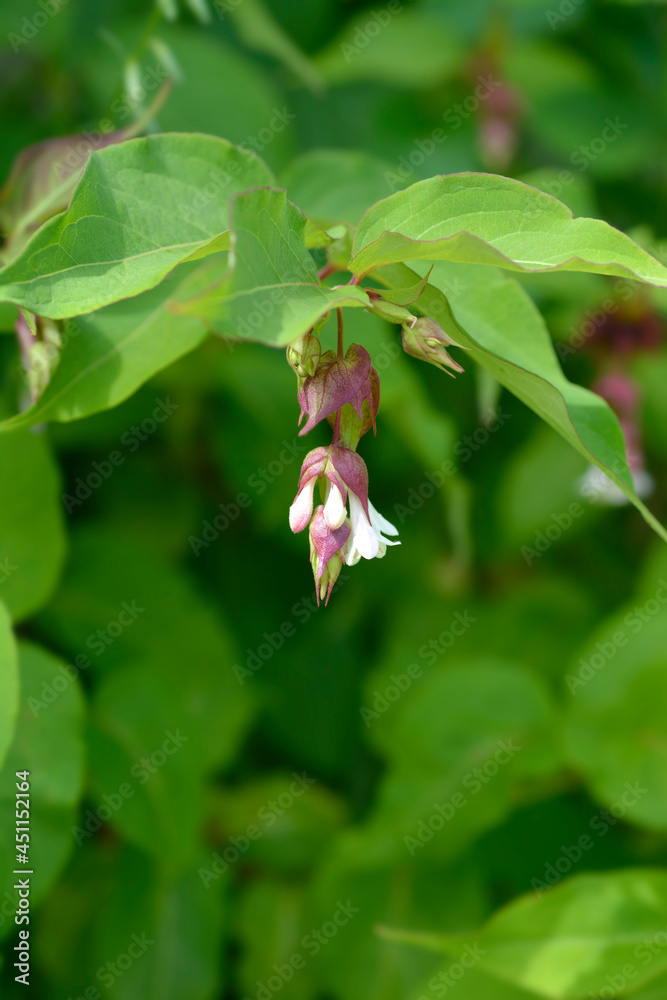 Obraz premium Himalayan honeysuckle