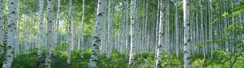 Photo White Birch Forest in Summer, Panoramic View