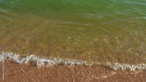 Seasonal invasion of algae in the Black Sea. Seashore with green algae