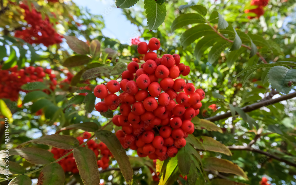 Rowan tree brunch with red ripe berries against the blue sky, autumn landscape image, floral background, selective focus Rowan tree brunch with red ripe berries against the blue sky, autumn landscape image, floral background, selective focus