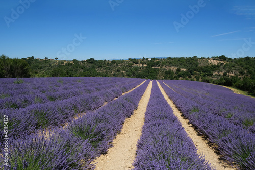 Sunlit panorama of French Provence blooming lavender field picturesque scenery with no people on a sunny summer day in the Alps mountains, summer vacation floral background