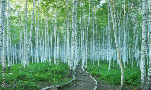 White Birch Forest in Summer