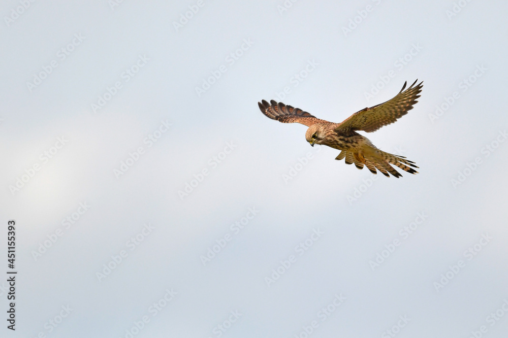Common kestrel - female // Turmfalke - Weibchen (Falco tinnunculus) Common kestrel - female // Turmfalke - Weibchen (Falco tinnunculus)
