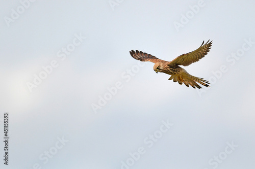 Common kestrel - female // Turmfalke - Weibchen (Falco tinnunculus)
