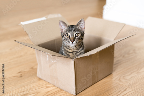Funny tabby cat in a cardboard box on the floor. Parcel with pet friend. Grey kitten with beautiful eyes playing indoors